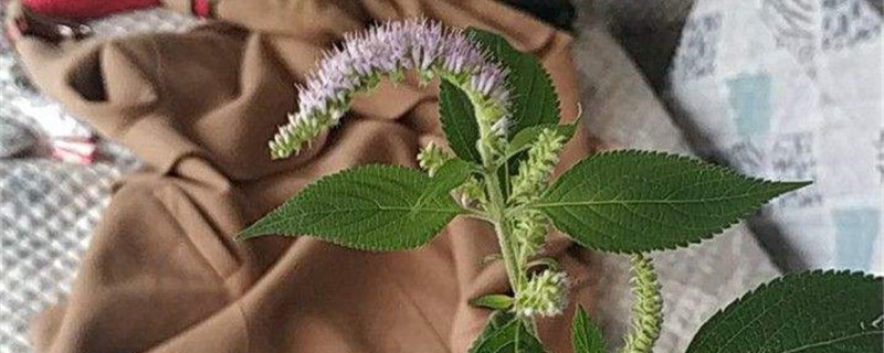 香薷的养殖方法 香薷的养殖方法