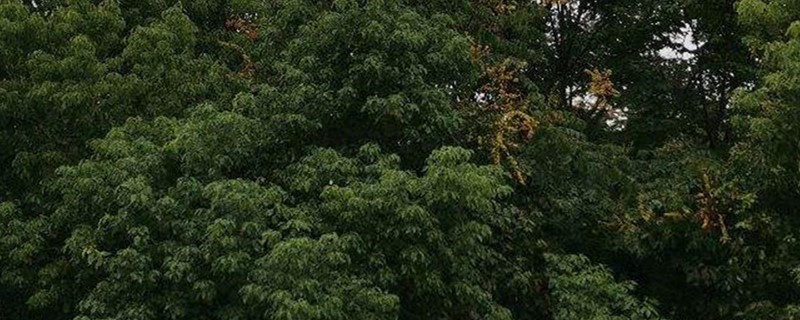 雨树的养殖方法 雨树的养殖方法