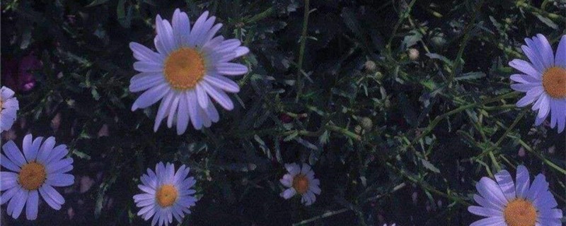 紫菀的养殖方法 紫菀的养殖方法