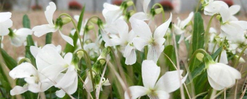 白花地丁的养殖方法 白花地丁的养殖方法