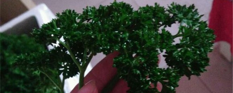 荷兰芹的养殖方法 荷兰芹的养殖方法