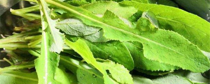 苣荬菜的养殖方法 苣荬菜的养殖方法