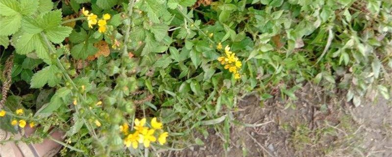 龙牙草的养殖方法 龙牙草的养殖方法
