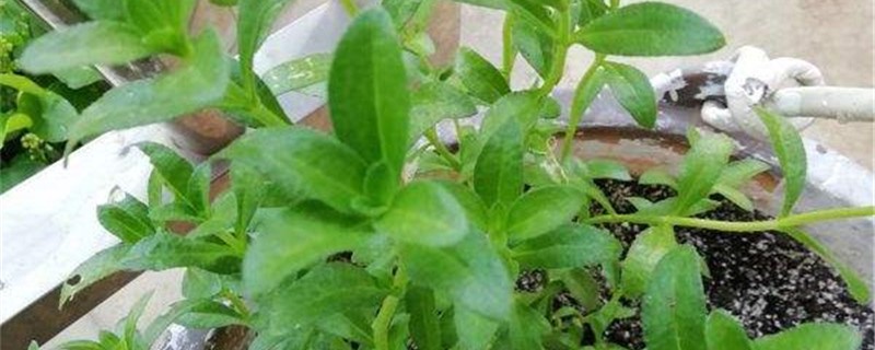 蚊母草的养殖方法 蚊母草的养殖方法