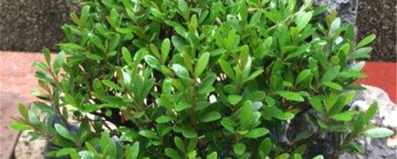 象牙树的养殖方法 象牙树的养殖方法