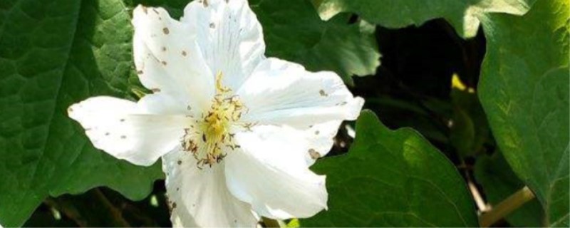 血水草的养殖方法 血水草的养殖方法