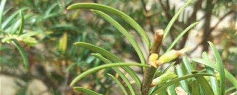 铁杉的养殖方法 铁杉的养殖方法