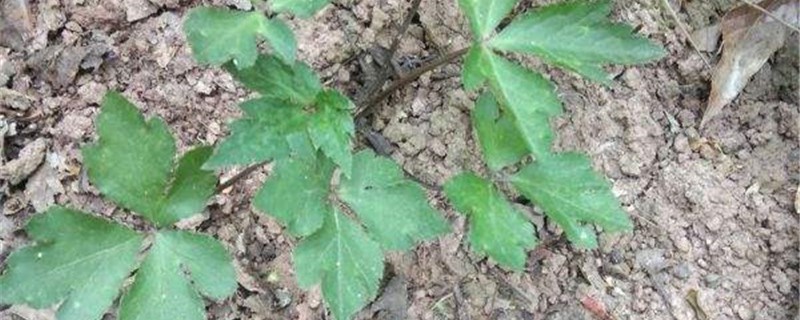 鸭儿芹的养殖方法 鸭儿芹的养殖方法