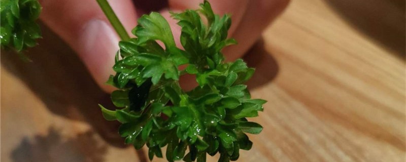 意大利欧芹的养殖方法 意大利欧芹的养殖方法