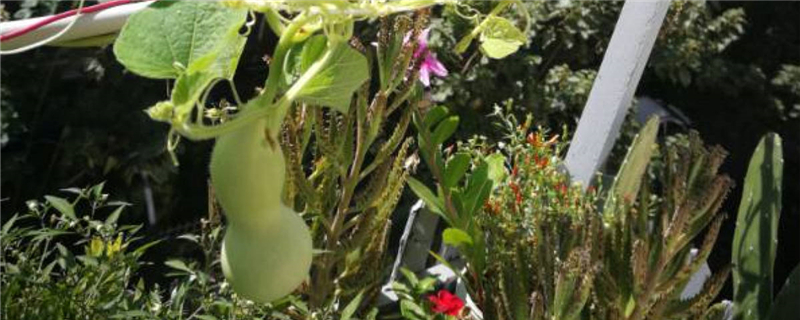 葫芦生长过程,葫芦图片 葫芦生长过程,葫芦图片