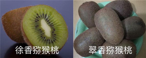 徐香猕猴桃和翠香猕猴桃的区别,哪个好吃 徐香猕猴桃和翠香猕猴桃的区别,哪个好吃