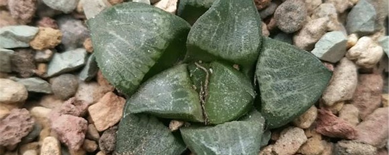 贝叶寿的养殖方法和注意事项 贝叶寿的养殖方法和注意事项