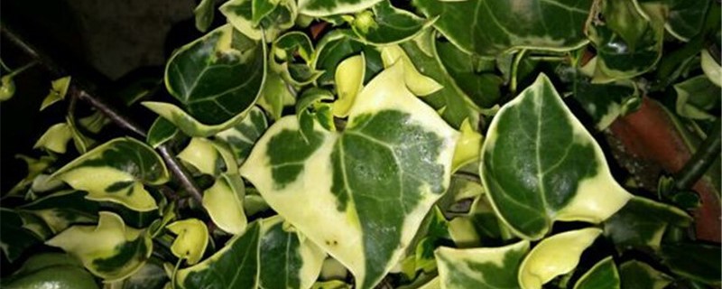 金玉菊的养殖方法和注意事项 金玉菊的养殖方法和注意事项