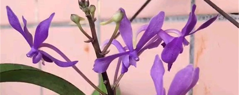 风兰的养殖方法和注意事项 风兰的养殖方法和注意事项