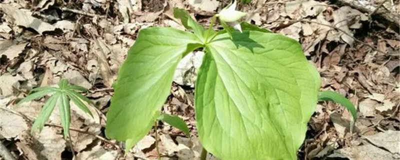 延龄草的养殖方法和注意事项 延龄草的养殖方法和注意事项
