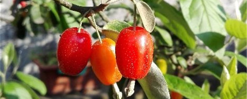 羊奶果的养殖方法和注意事项 羊奶果的养殖方法和注意事项