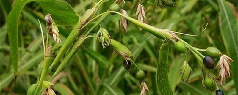薏米的养殖方法和注意事项 薏米的养殖方法和注意事项