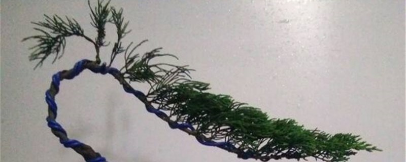 侧柏的养殖方法和注意事项 侧柏的养殖方法和注意事项
