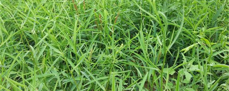 柴胡的养殖方法和注意事项 柴胡的养殖方法和注意事项
