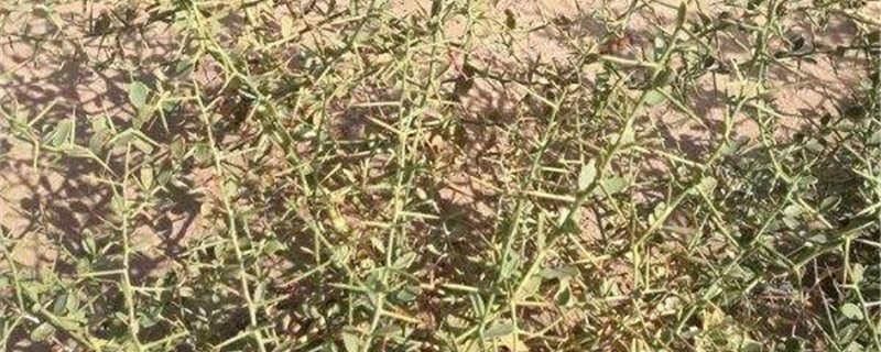 骆驼刺的养殖方法和注意事项 骆驼刺的养殖方法和注意事项