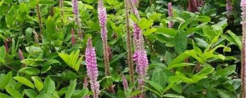 猫尾草的养殖方法和注意事项 猫尾草的养殖方法和注意事项