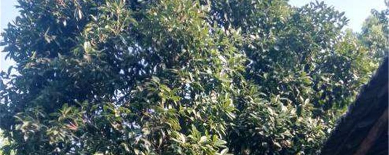 菩提树的养殖方法和注意事项 菩提树的养殖方法和注意事项