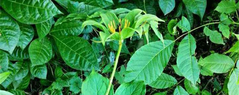 千根草的养殖方法和注意事项 千根草的养殖方法和注意事项