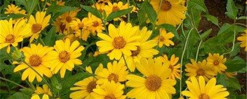 日光菊的养殖方法和注意事项 日光菊的养殖方法和注意事项