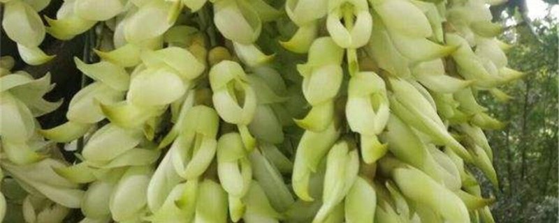 朱雀花的养殖方法和注意事项 朱雀花的养殖方法和注意事项