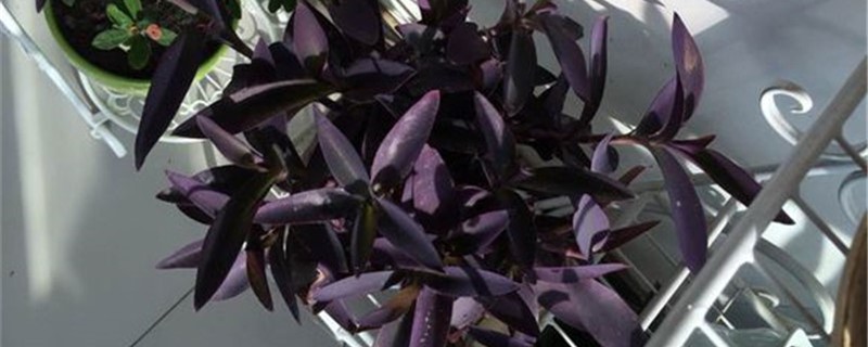 紫鸭趾草的养殖方法和注意事项 紫鸭趾草的养殖方法和注意事项