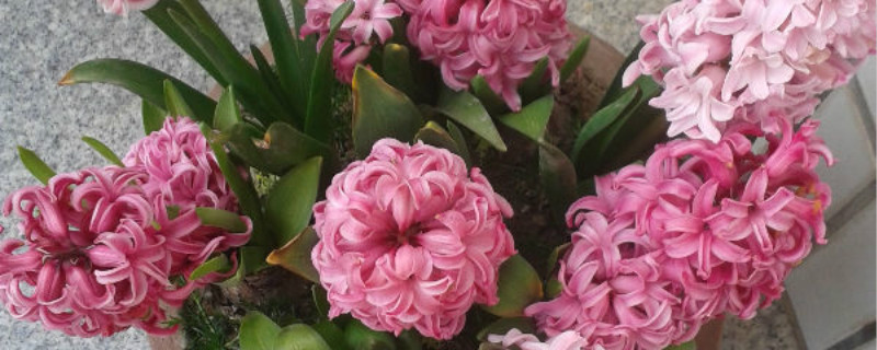 花蕾和花蕊什么区别 花蕾和花蕊什么区别