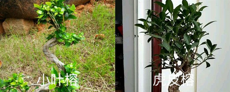 小叶榕和虎皮榕的区别,是同一种植物吗 小叶榕和虎皮榕的区别,是同一种植物吗
