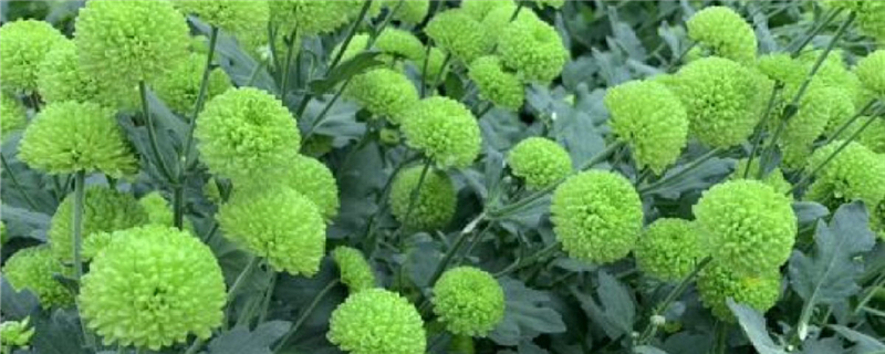 多头菊耐寒吗,怎么过冬 多头菊耐寒吗,怎么过冬
