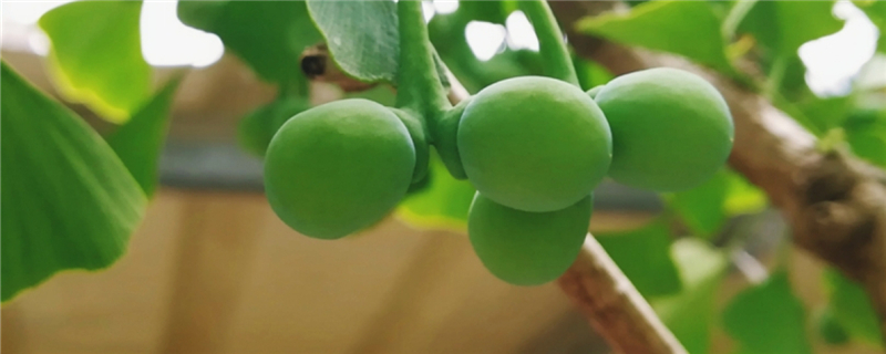 银杏是什么植物,银杏属于哪类植物 银杏是什么植物,银杏属于哪类植物