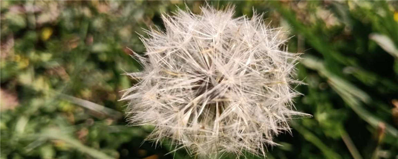 炒蒲公英有什么用,炒蒲公英和不炒区别 炒蒲公英有什么用,炒蒲公英和不炒区别