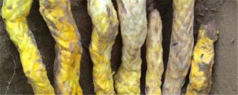 肉苁蓉如何食用,怎么吃才好 肉苁蓉如何食用,怎么吃才好