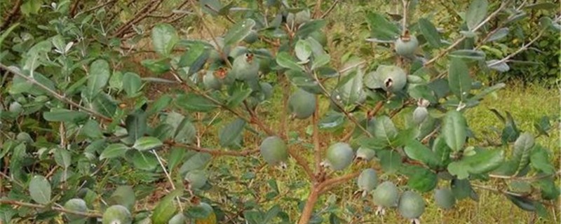 菲油果的养殖方法和注意事项 菲油果的养殖方法和注意事项