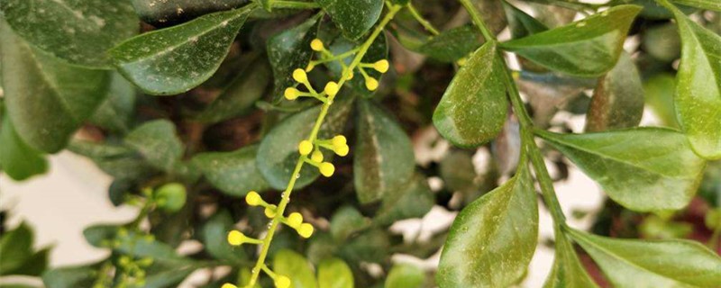 米兰什么时候开花,米兰不开花是什么原因 米兰什么时候开花,米兰不开花是什么原因