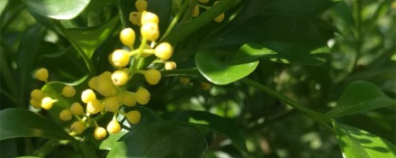 米兰是什么植物,米兰的花是什么样子的 米兰是什么植物,米兰的花是什么样子的