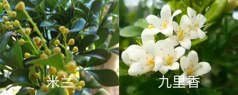 米兰和九里香的区别,米兰和九里香哪个好养 米兰和九里香的区别,米兰和九里香哪个好养