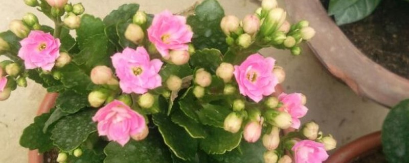 新买的长寿花怎么养 新买的长寿花怎么养
