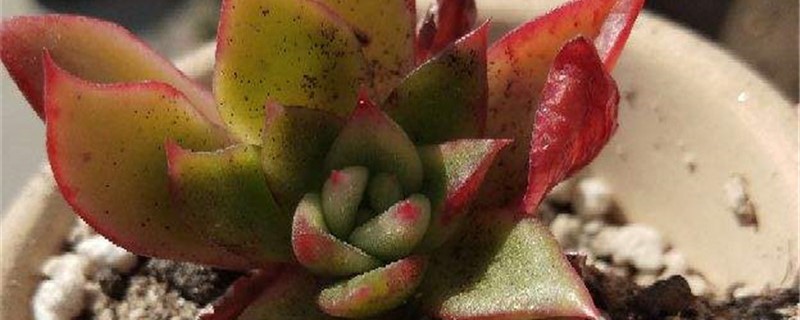 红东云的养殖方法和注意事项 红东云的养殖方法和注意事项