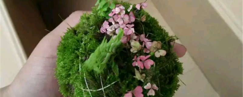 苔玉的养殖方法和注意事项 苔玉的养殖方法和注意事项