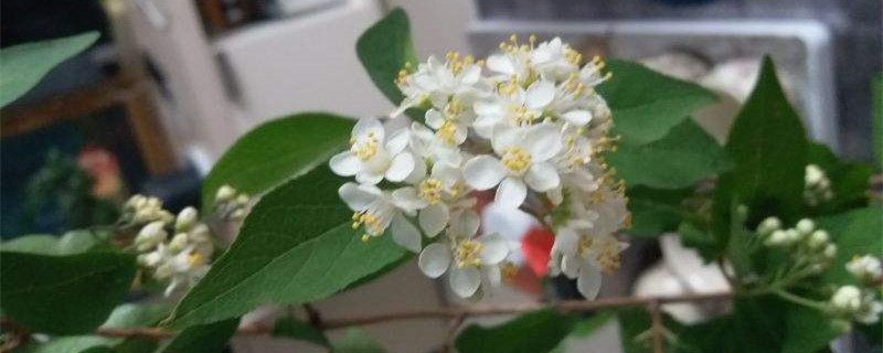 小花溲疏的养殖方法和注意事项 小花溲疏的养殖方法和注意事项