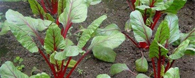 叶菾菜的养殖方法和注意事项 叶菾菜的养殖方法和注意事项