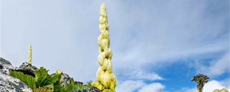 塔黄是什么植物 塔黄是什么植物