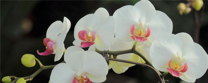 蝴蝶兰常见病以及防治,常见病和用药 蝴蝶兰常见病以及防治,常见病和用药