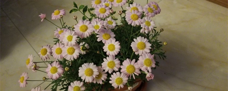 玛格丽特花怎么养 玛格丽特花怎么养