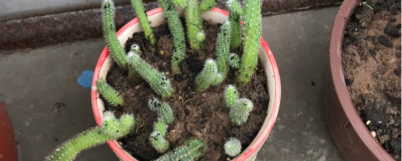 如何快速去除花土中的小黑飞虫 如何快速去除花土中的小黑飞虫
