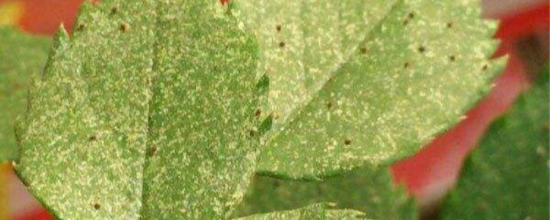 红蜘蛛是什么虫,对植物有什么影响 红蜘蛛是什么虫,对植物有什么影响